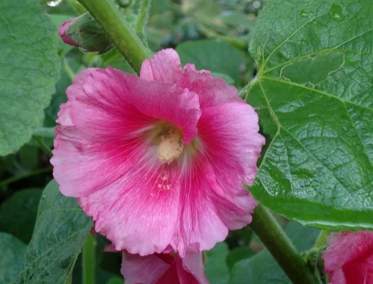 ALCEA rosea 'Rosea' - Rose trémière Rose