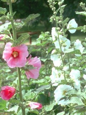 ALCEA rosea 'Simplex' - Rose trémière Simplex