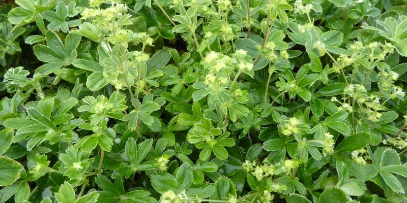 ALCHEMILLA alpina