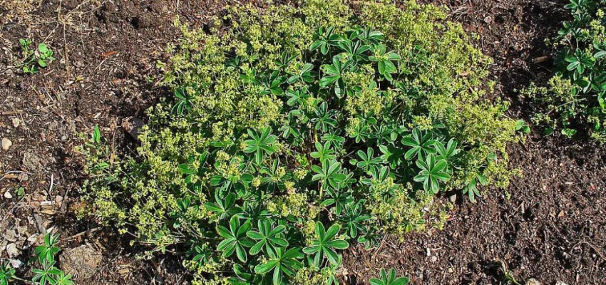 ALCHEMILLA alpina