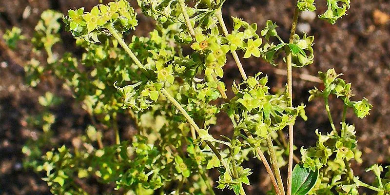 ALCHEMILLA alpina