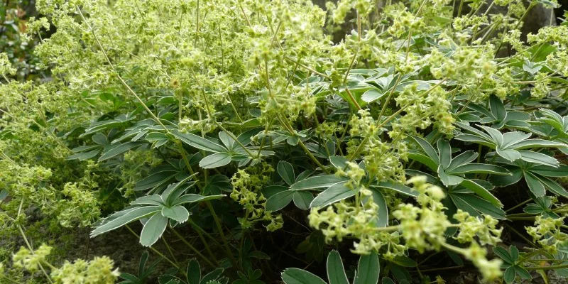 ALCHEMILLA alpina