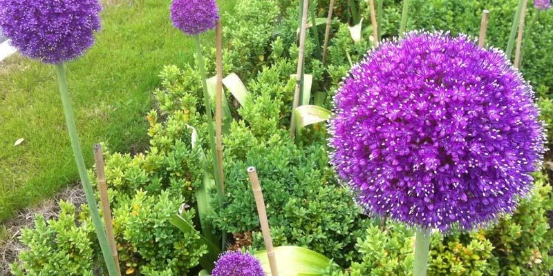 ALLIUM giganteum - Ail géant d'ornement