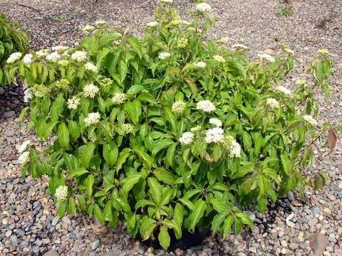 CORNUS stolonifera 'Kelseyi' - Cornouiller stolonifère