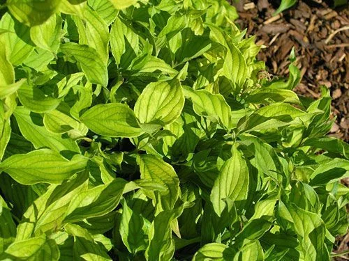 CORNUS stolonifera 'Kelseyi' - Cornouiller stolonifère