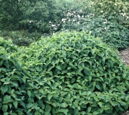 CORNUS stolonifera 'Kelseyi' - Cornouiller stolonifère