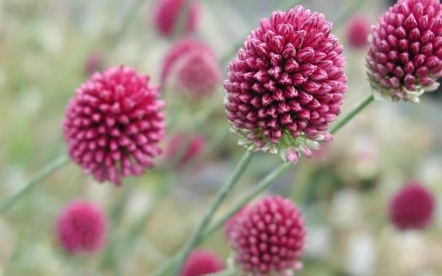 ALLIUM sphaerocephalum - Ail d'ornement