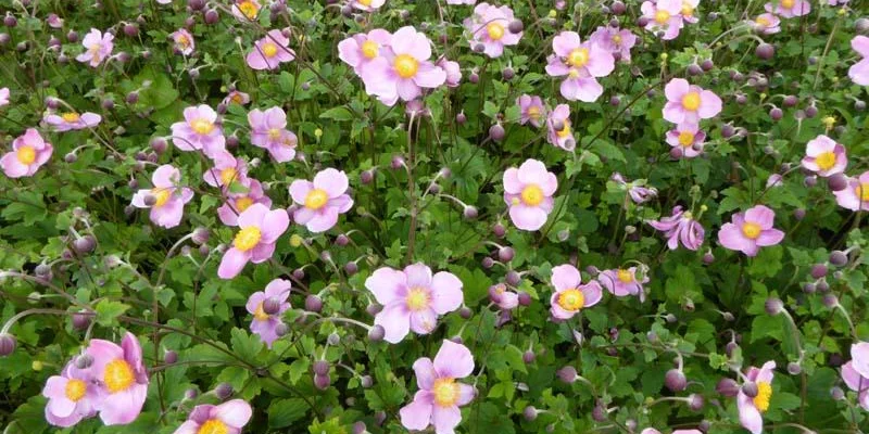 ANEMONE hupehensis 'Splendens'