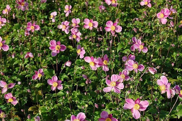 ANEMONE hupehensis 'Splendens'