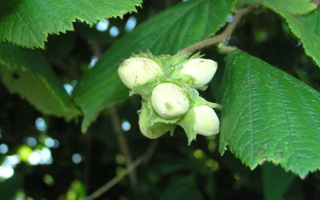 CORYLUS avellana - Noisetier commun