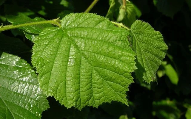 CORYLUS avellana - Noisetier commun