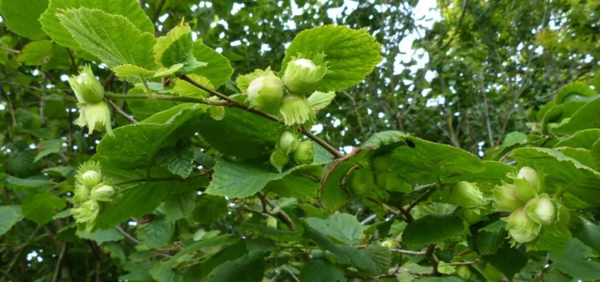 CORYLUS avellana - Noisetier commun