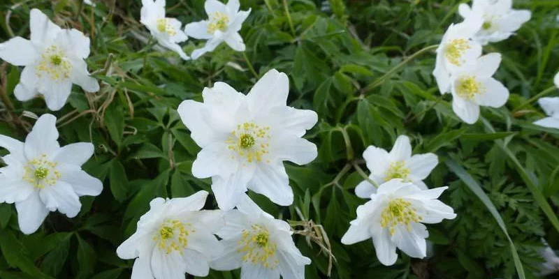 ANEMONE nemorosa - Anémone des bois