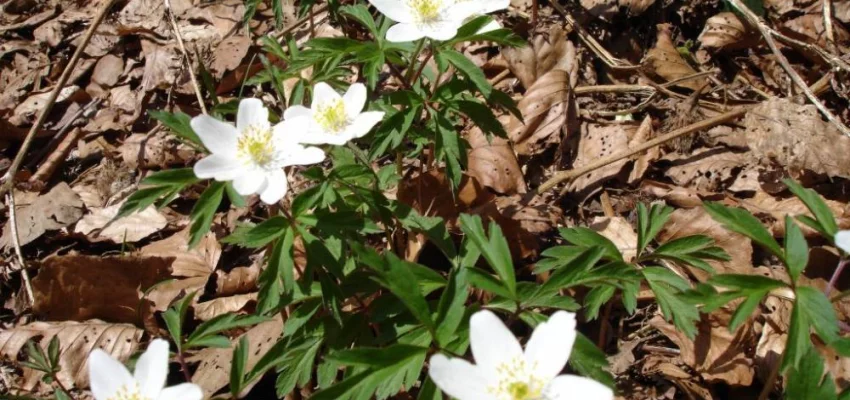 ANEMONE nemorosa - Anémone des bois