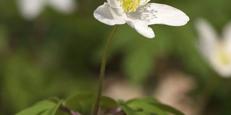 ANEMONE nemorosa - Anémone des bois