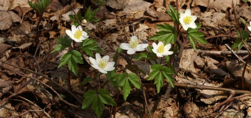 ANEMONE nemorosa - Anémone des bois