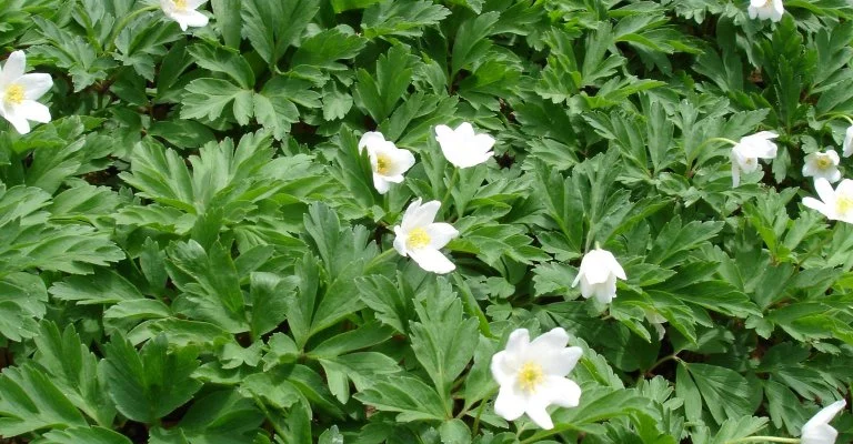 ANEMONE nemorosa - Anémone des bois