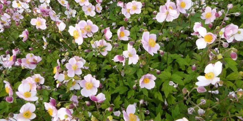 ANEMONE tomentosa 'Robustissima'