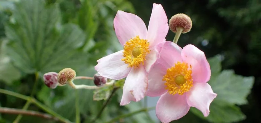 ANEMONE tomentosa 'Robustissima'