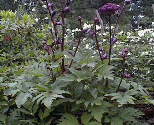 ANGELICA gigas - Angélique rouge