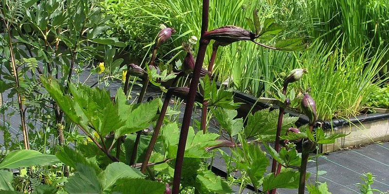 ANGELICA gigas - Angélique rouge