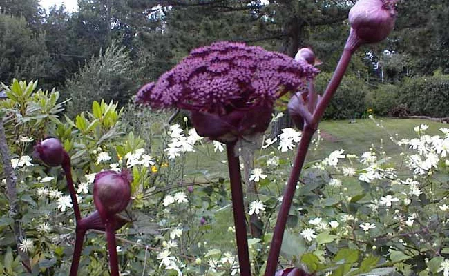 ANGELICA gigas - Angélique rouge