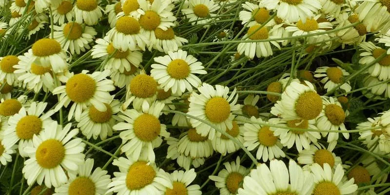 ANTHEMIS tinctoria 'E.C. Buxton' - Oeil de Boeuf