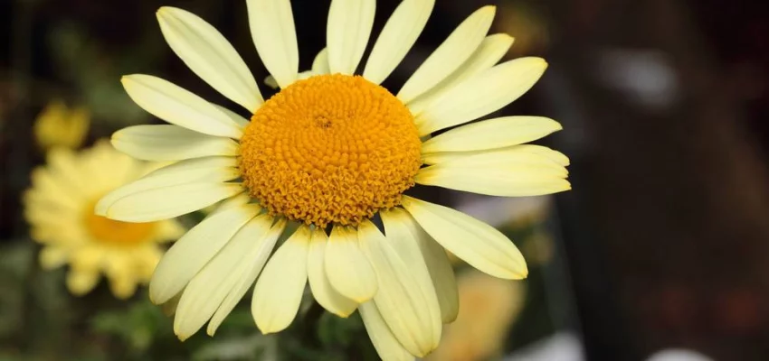 ANTHEMIS tinctoria 'E.C. Buxton' - Oeil de Boeuf