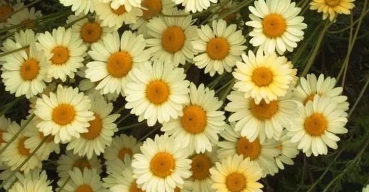 ANTHEMIS tinctoria 'E.C. Buxton' - Oeil de Boeuf