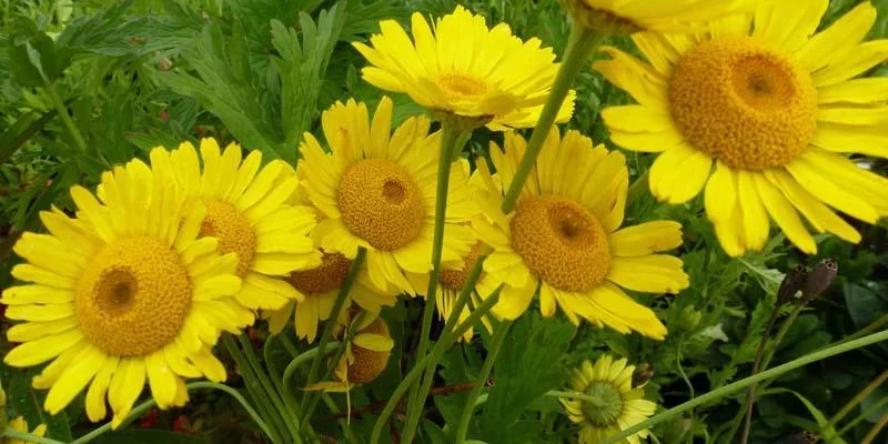 ANTHEMIS tinctoria 'Kelwayi' - Camomille vivace