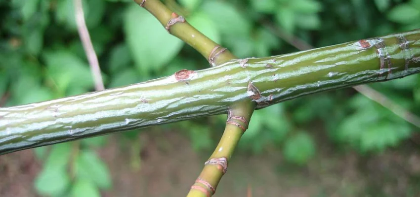 ACER capillipes - Erable à peau de serpent ou érable jaspé