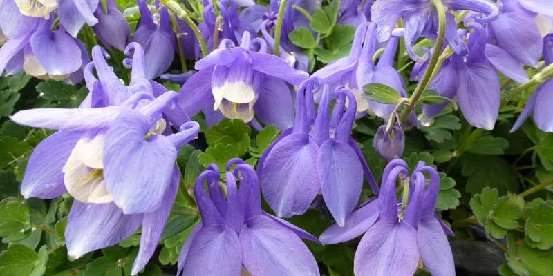 AQUILEGIA flabellata 'Ministar'