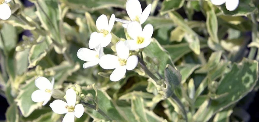 ARABIS ferdinandi- coburgii 'Variegata' - Arabette