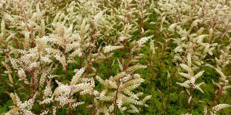 ARUNCUS aethusifolius - Barbe de Bouc