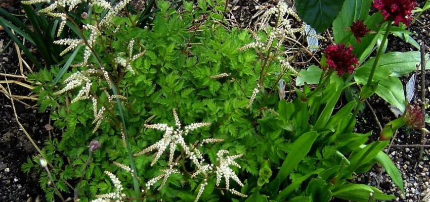 ARUNCUS aethusifolius - Barbe de Bouc