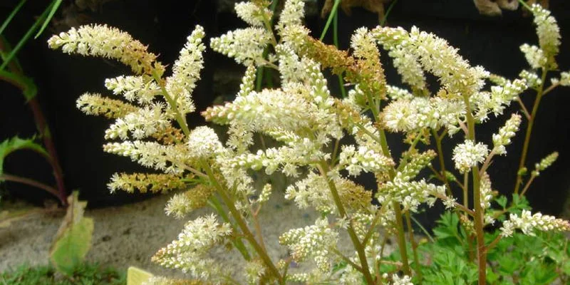 ARUNCUS aethusifolius - Barbe de Bouc