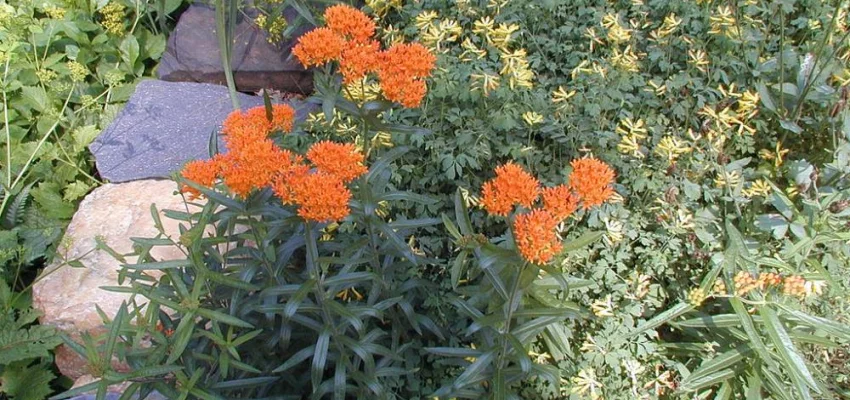 ASCLEPIAS tuberosa - Asclépiade tubéreuse