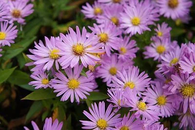 ASTER dumosus 'Anneke'