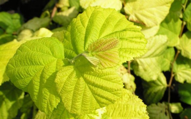 CORYLUS avellana 'Aurea' - Noisetier commun à feuilles dorées 'Aurea'