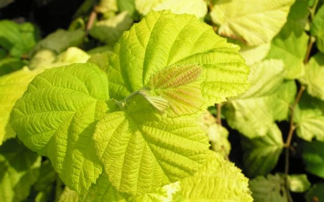 CORYLUS avellana 'Aurea' - Noisetier commun à feuilles dorées