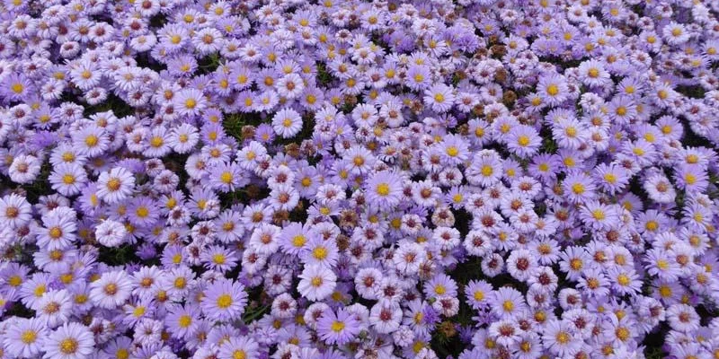 ASTER dumosus 'Lady in Blue'