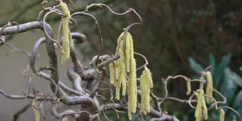 CORYLUS avellana 'Contorta' - Noisetier tortueux 'Contorta'