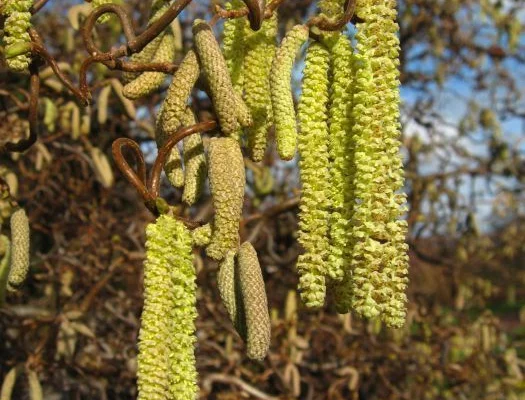 CORYLUS avellana 'Contorta' - Noisetier tortueux 'Contorta'