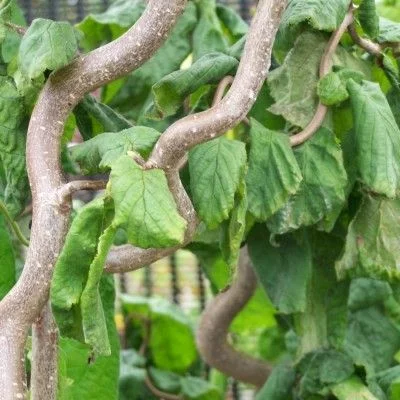 CORYLUS avellana 'Contorta' - Noisetier tortueux 'Contorta'
