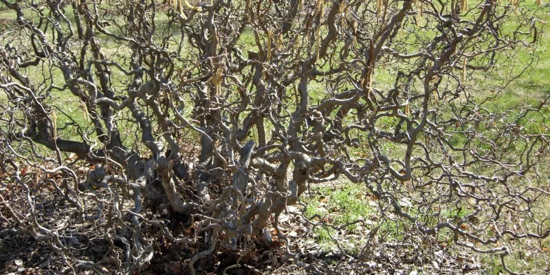 CORYLUS avellana 'Contorta' - Noisetier tortueux 'Contorta'