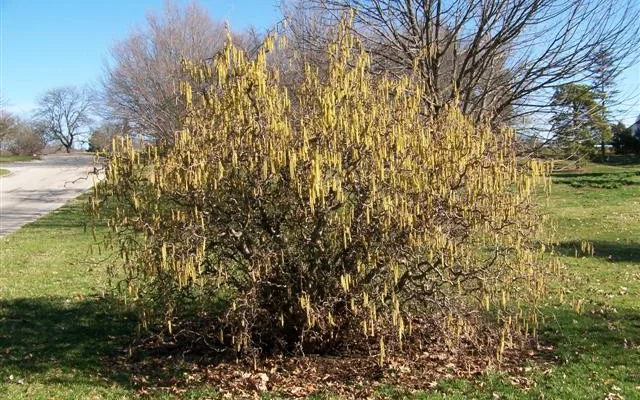 CORYLUS avellana 'Contorta' - Noisetier tortueux 'Contorta'