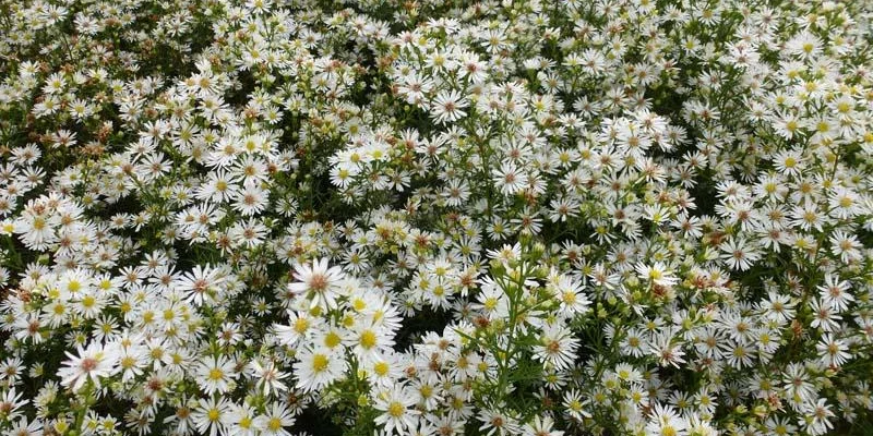 ASTER pringlei 'Monte Cassino'