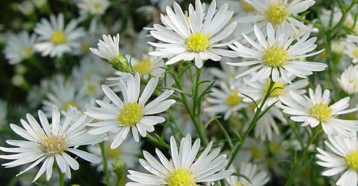 ASTER pringlei 'Monte Cassino'