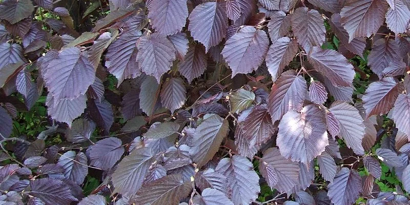 CORYLUS avellana 'Maxima Purpurea' - Noisetier pourpre