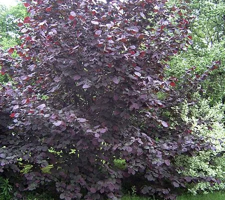 CORYLUS avellana 'Maxima Purpurea' - Noisetier pourpre